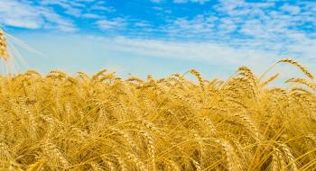 Українські аграрії намолотили 32,6 млн тонн зерна Рис.1