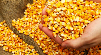 Закупівельні ціни на кукурудзу падають через зупинку приймання зерна в портах Чорного моря Рис.1