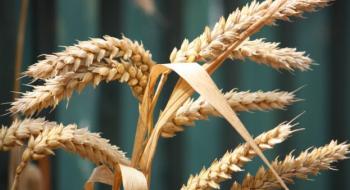 Збільшення прогнозу виробництва, споживання та запасів пшениці у звіті USDA посилить тиск на котирування Рис.1
