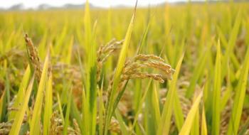 Дослідники вирішують проблему проростання рису та пшениці перед збиранням урожаю Рис.1