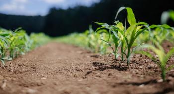 Гриби можуть допомогти врожаю кукурудзі протистояти хворобам,- дослідження Рис.1