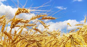 Канада стане головним постачальником пшениці в першому півріччі, - огляд іноземних ЗМІ за 22-23 грудня 2022 року Рис.1