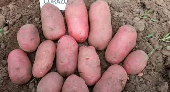 Компанія «Агріко Україна» подала на сортовипробування ранній сорт картоплі «Коразон» Рис.1