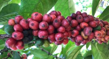 Можливі нові способи продовження вирощування кави в мінливому кліматі Рис.1