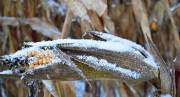 На Харківщині зимувати в полях залишилось майже 70% кукурудзи Рис.1