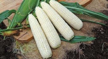 Овочева “екзотика”: як біла кукурудза завойовує ринок України Рис.1