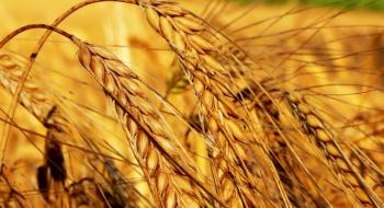 Пшеничні котирування падають, незважаючи на зниження прогнозу світового виробництва у звіті USDA Рис.1