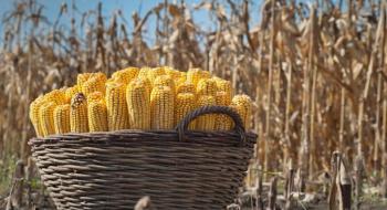 Ринок кукурудзи у другій половині сезону буде дуже цікавим Рис.1