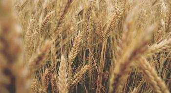Стійка до посухи пшениця стала на крок ближче завдяки відкриттю нового гена Рис.1