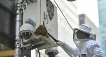 У США запровадили офіційну посаду поліцейський-бджоляр Рис.1