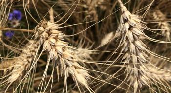 В Україні дешевшає пшениця через повільний морський експорт Рис.1