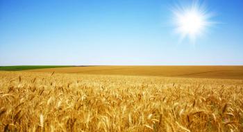 В Україні намолочено 44,9 млн тонн зернових та зернобобових культур Рис.1