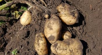 Вчені використовують силу дикої картоплі, щоб нагодувати світ із кліматичними проблемами Рис.1