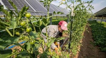 Врожайність томатів, що ростуть між сонячними панелями, подвоюється Рис.1