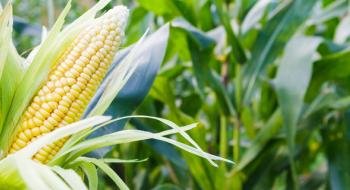 Зниження темпів імпорту кукурудзи до Китаю тисне на котирування Рис.1