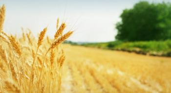 Аргентина завершила збирання пшениці Рис.1