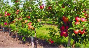 На Одещині закладають органічний яблуневий сад Рис.1