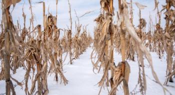 На Сумщині ще понад 50% кукурудзи залишається на полях Рис.1