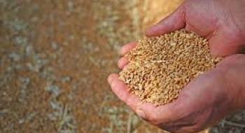 Окупанти у Мелітополі змушують аграріїв здавати зерно за безцінь Рис.1
