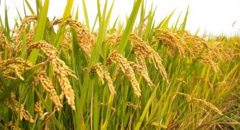 Прорив у селекції рису може нагодувати мільярди людей Рис.1