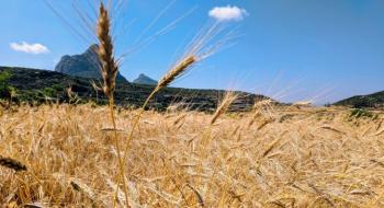 Стародавня стратегія землеробства обіцяє стійкість до зміни клімату Рис.1