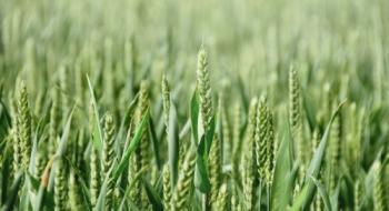 У 2023 році очікується збільшення площ посіву ярої пшениці в Канаді, - огляд іноземних ЗМІ за 10.01.2023 Рис.1
