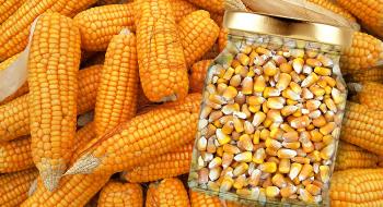 Вартість сушіння кукурудзи суттєво зросла Рис.1