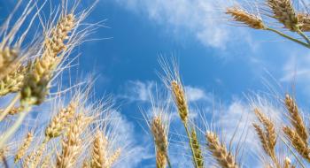 Як правильно вибрати сорт пшениці для посушливих земель Рис.1