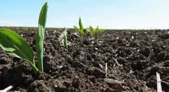 Аргентина завершила посівну кукурудзи Рис.1