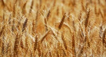 Дослідники вивчають пшеницю, щоб створити нову їжу, - огляд іноземних ЗМІ за 18-20.02.2023 Рис.1