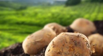 ФАО запрошує постачальників до участі у тендері із закупівлі насіння картоплі Рис.1
