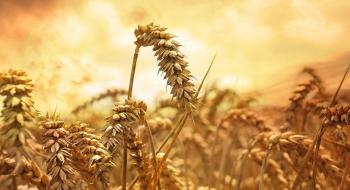 Ф'ючерси на пшеницю в США впали до довоєнного мінімуму Рис.1