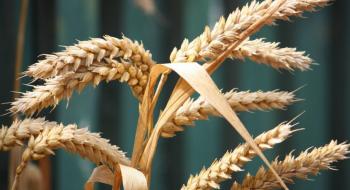 Глобальні покупці пшениці підготувалися до цінового шоку, скоротивши форвардні закупівлі,- огляд іноземних ЗМІ за 22-23.02.2023 Рис.1