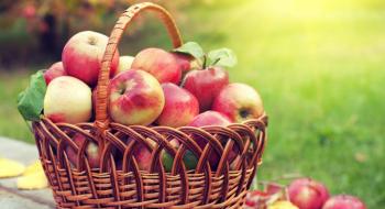 Ідеальна технологія зберігання дозволяє зберігати яблука кілька років Рис.1
