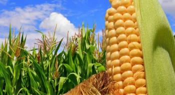 Мексика послаблює обмеження на імпорт ГМ-кукурудзи, - огляд іноземних ЗМІ за 16-17.02.2023 Рис.1