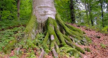 Міндовкілля пропонує внести до Всесвітньої спадщини ЮНЕСКО праліси та старовікові хвойні ліси Карпат Рис.1