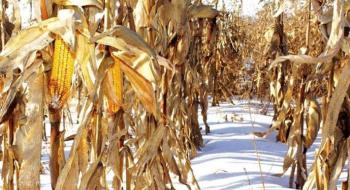 На Черкащині залишається в полі 9% кукурудзи Рис.1