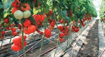 На Харківщині почали збирати урожай тепличних овочів Рис.1