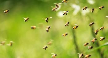 Роботизовані бджоли дають надію на більш здорове довкілля Рис.1