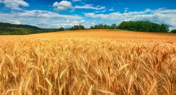 Strategie Grains знову підвищує прогноз врожаю пшениці в ЄС, - огляд іноземних ЗМІ за 09-10.02.2023 Рис.1