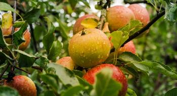 У сезоні 2022/2023 рр. світове виробництво яблука знизиться – USDA Рис.1