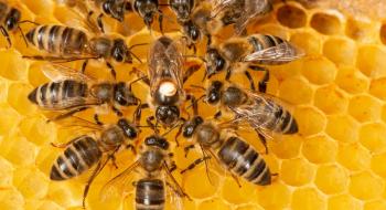 Українських бджіл експортуватимуть до Канади Рис.1