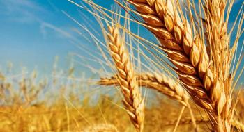 USDA підвищив прогнози урожаю пшениці для Австралії та рф до рекордних рівнів Рис.1