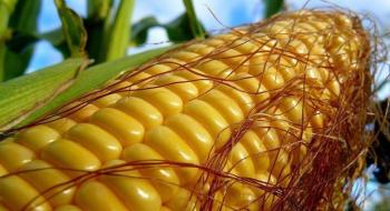 В ІМК кукурудзу молотять з урожайністю понад 10 т/га Рис.1
