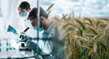 Вчені відкрили ключ до посухостійких рослин пшениці з довшим корінням Рис.1
