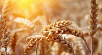 Закупівельні ціни на пшеницю в Україні під тиском через зниження експортного попиту Рис.1
