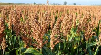 Аграрії Вінниччини вирощуватимуть цукрове сорго та овочі борщового набору Рис.1