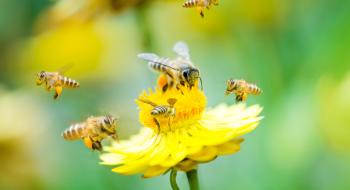 Алгоритм дій при отруєнні бджіл засобами захисту рослин та профілактика отруєнь: головні теми великого форуму Рис.1