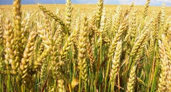 Австралія підвищила прогноз урожаю пшениці у 2022/23 МР до рекордного рівня Рис.1