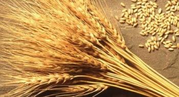 Експорт канадської пшениці досяг нового максимуму, - огляд іноземних ЗМІ 04-06.03.2023 Рис.1